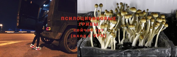 гидра Корсаков